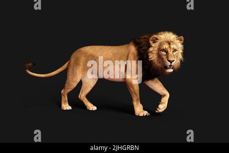 3D Illustration von gefährlichen Löwen Handlungen und Posen isoliert auf schwarzem Hintergrund mit Clipping Path, Project Big Cat Wildlife. Stockfoto