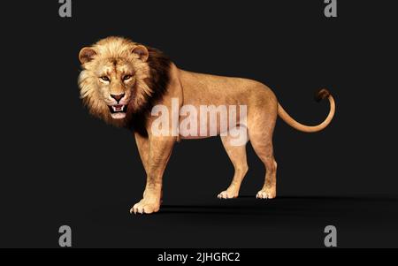 3D Illustration von gefährlichen Löwen Handlungen und Posen isoliert auf schwarzem Hintergrund mit Clipping Path, Project Big Cat Wildlife. Stockfoto