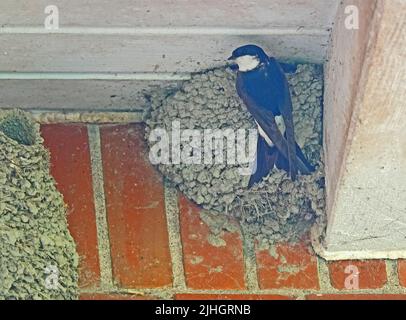 Gemeinsames Haus martin (Delichon urbicum) bringt Nahrung für seine Jungen. Es hängt an einem Nest. Die Nester werden von beiden Geschlechtern mit Schlammmuschel gebaut Stockfoto