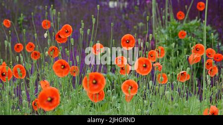 Orangerot-rote Mohnblumen vor verschwommenen violetten Blüten bilden einen wunderbaren Kontrast. Die Blumen im Vordergrund sind verschwommen. Lateinischer Name dieses p Stockfoto