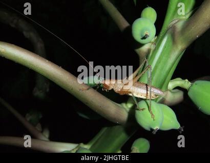 Cricket mit langer Antenne isoliert auf einem natürlichen grünen Stamm Stockfoto