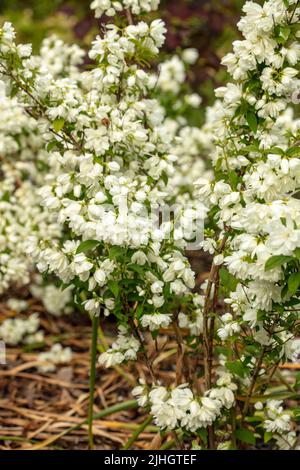 Petite Philadelphus ‘Snowbelle’, orangefarbene ‘Snowbelle’, natürliches Nahaufnahme-Pflanzenportrait Stockfoto