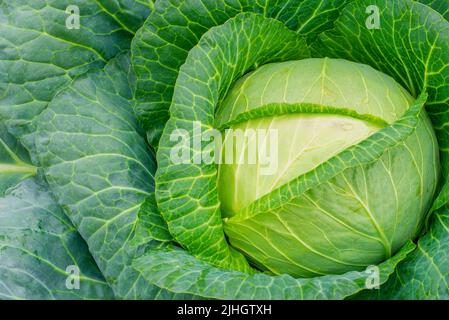 Kopf des Kohls auf dem Feld. Kohl im Garten Stockfoto