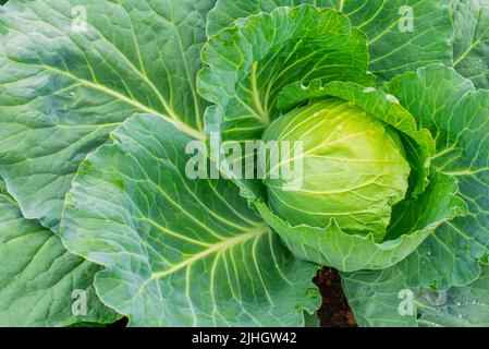 Kopf des Kohls auf dem Feld. Kohl im Garten Stockfoto