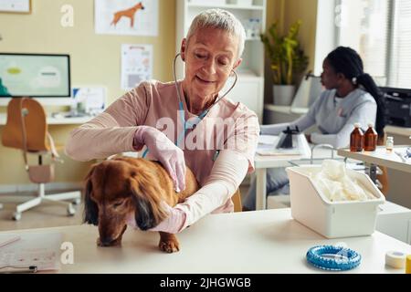 Portrait einer Tierärztin, die einen niedlichen Hund untersucht und mit Stethoskop dem Herzen zuhört Stockfoto