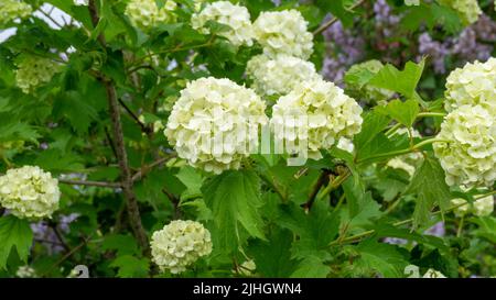 Weiße Blütenstände von Viburnum im grünen Laub des Busches. Sommer blühende Viburnum Stockfoto