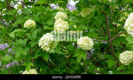 Weiße Blütenstände von Viburnum im grünen Laub des Busches. Sommer blühende Viburnum Stockfoto