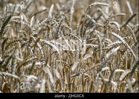 Region Saporizhzhia, Ukraine - 17. Juli 2022 - während der Erntezeit sind die Weizenohren in der Region Saporizhzhia im Südosten der Ukraine abgebildet. Dieses Foto kann nicht in der Russischen Föderation verteilt werden. Foto von Dmytro Smolyenko/Ukrinform/ABACAPRESS.COM Stockfoto