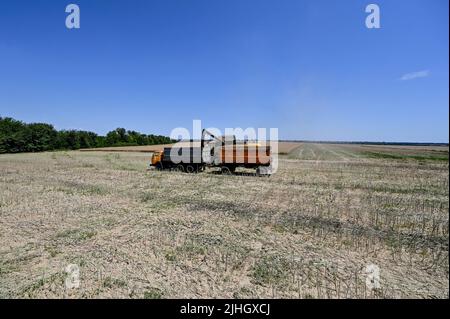 Zaporizhzhia Region, Ukraine - 17. Juli 2022 - die Erntezeit in der Region Zaporizhzhia im Südosten der Ukraine ist in vollem Gange. Dieses Foto kann nicht in der Russischen Föderation verteilt werden. Foto von Dmytro Smolyenko/Ukrinform/ABACAPRESS.COM Stockfoto