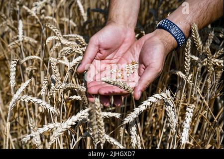 Region Saporischschschja, Ukraine - 17. Juli 2022 - Ein Mann hält während der Erntezeit Weizenkörner in der Region Saporischschschja im Südosten der Ukraine. Dieses Foto kann nicht in der Russischen Föderation verteilt werden. Foto von Dmytro Smolyenko/Ukrinform/ABACAPRESS.COM Stockfoto