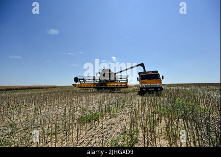 Zaporizhzhia Region, Ukraine - 17. Juli 2022 - die Erntezeit in der Region Zaporizhzhia im Südosten der Ukraine ist in vollem Gange. Dieses Foto kann nicht in der Russischen Föderation verteilt werden. Foto von Dmytro Smolyenko/Ukrinform/ABACAPRESS.COM Stockfoto