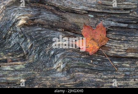 Fall Ahornblatt ruht auf Barke log Stockfoto