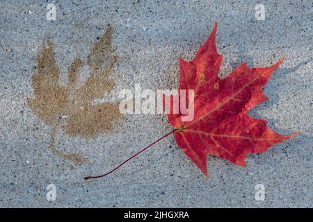 Fall Ahornblatt mit Blattaufdruck auf Beton Stockfoto