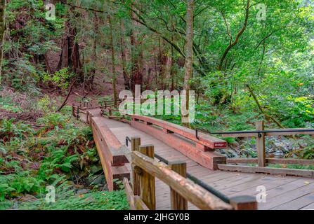 Brücke 1, Hauptpfad des Muir Woods National Monument auf dem Mount Tamalpais, in Marin County. Teil der Golden Gate National Recreation Erea Stockfoto