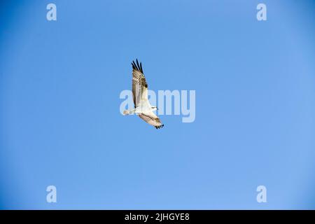 Majestätischer Fischadler, der über dem blauen wolkenlosen, sonnigen Himmel mit seinen Flügeln aufragt, auf der Suche nach Nahrung und auf der Jagd nach Beute Stockfoto