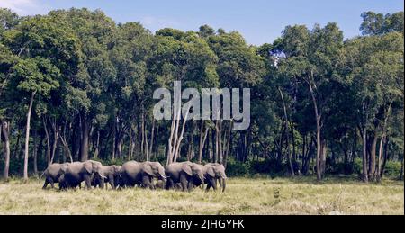 Afrikanische Elefanten, die aus dem Wald in den Sumpf der Maasai Mara, Kenia, auftauchen. Stockfoto