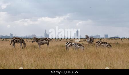 Zebras vor der Skyline von Nairobi im Nairobi National Park, Kenia. Stockfoto