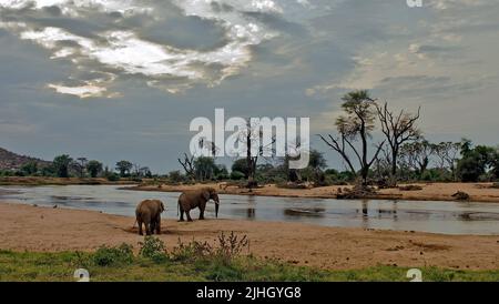 Szene aus Samburu National Reserve mit Elefanten trinken am Ewaso Ngiro, der größte Fluss in Kenia. Stockfoto