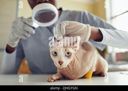 Nahaufnahme des Porträts der blauäugigen sphynx-Katze in der Tierarztklinik während der Gesundheitsüberprüfung, Platz kopieren Stockfoto