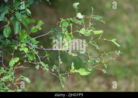 Baumblätter, die von Raupen der Braunschwanzmorth (Euproctis chrysorrhoe) zerstört wurden. Stockfoto