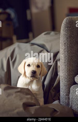 Entzückende neugierige kleine Pupoy sitzt auf einem Stuhl oder Bett mit Teppichen bedeckt Blick auf die Kamera mit Kopieplatz oben Stockfoto