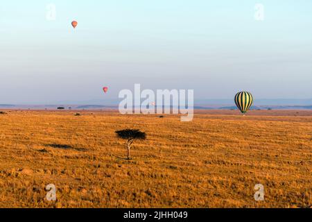 Heißluftballons fliegen über die Savanne in Maasai Mara, Kenia. Stockfoto