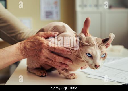 Nahaufnahme einer älteren Frau mit haarloser Katze in der Tierarztklinik bei der Tiergesundheitskontrolle, Platz kopieren Stockfoto