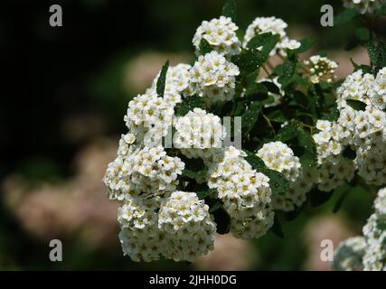 Blumensträucher Spirea Kantonesisch blüht im Frühjahr mit großen Büschen kleiner Blüten Stockfoto
