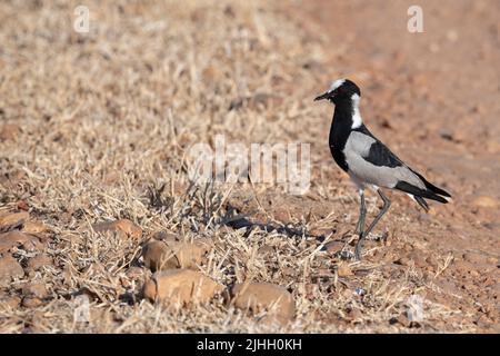 Sambia, South Luangwa National Park. Schmied-Kiebitz, auch bekannt als Schmied-Pfroffer (Vanellus armatus) Stockfoto