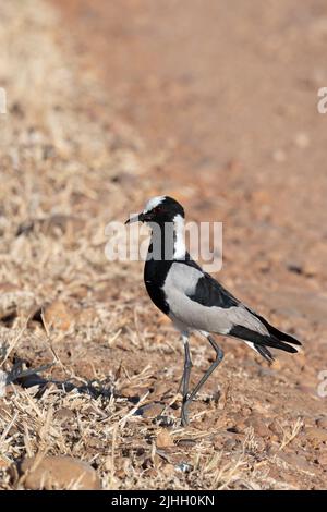 Sambia, South Luangwa National Park. Schmied-Kiebitz, auch bekannt als Schmied-Pfroffer (Vanellus armatus) Stockfoto