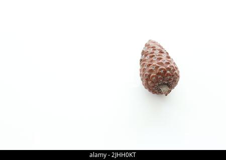 Nadelbaum Obst Idee Konzept, Kiefer Kegel isoliert auf weißem Hintergrund. Ungeschälter Pinienkegel. Draufsicht, oben. Speicherplatz kopieren. Horizontales Foto. Stockfoto