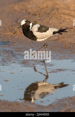 Sambia, South Luangwa National Park. Schmied-Kiebitz, auch bekannt als Schmied-Pfroffer (Vanellus armatus) Stockfoto