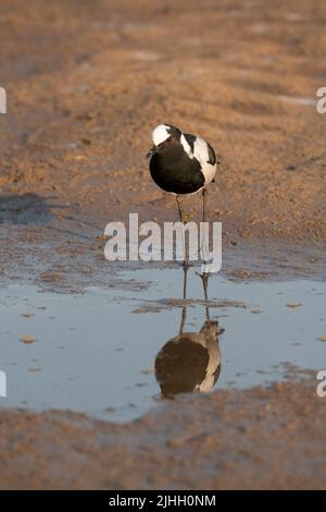 Sambia, South Luangwa National Park. Schmied-Kiebitz, auch bekannt als Schmied-Pfroffer (Vanellus armatus) Stockfoto