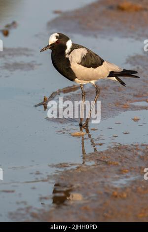 Sambia, South Luangwa National Park. Schmied-Kiebitz, auch bekannt als Schmied-Pfroffer (Vanellus armatus) Stockfoto