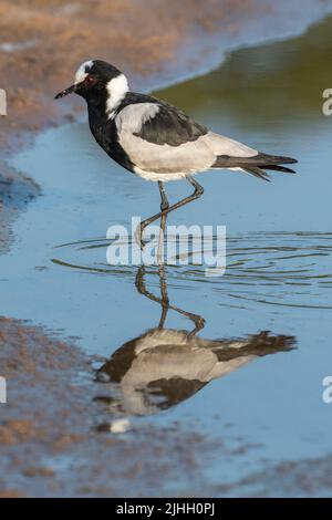 Sambia, South Luangwa National Park. Schmied-Kiebitz, auch bekannt als Schmied-Pfroffer (Vanellus armatus) Stockfoto