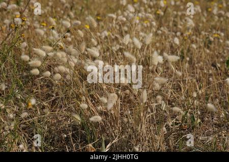 Clooseup auf einer Ansammlung von Hasenschwanz- oder Bunnytail-Gras, Lagurus ovatus an der belgischen Küste Stockfoto