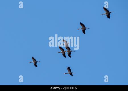 Sambia, South Luangwa National Park. Gelbschnabelstörche (Mycteria ibis) strömen im Flug. Stockfoto