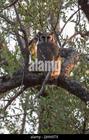 Sambia, South Luangwa National Park. Adlereule von Verreaux (Bubo lacteus) Stockfoto