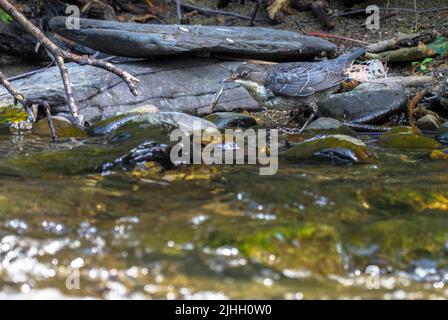 Dipper füttert am Ufer des Flusses Teifi, Wales Stockfoto