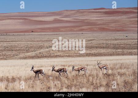 Springbok-Antilope (Antidorcas marsupialis) in natürlichem Lebensraum, Namibia Stockfoto