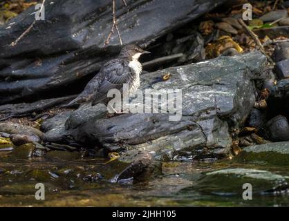 Dipper füttert am Ufer des Flusses Teifi, Wales Stockfoto