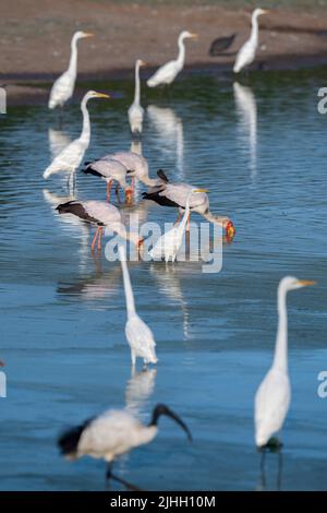 Sambia, South Luangwa National Park. Gemischte Vogelschar, einschließlich Gelbschnabelstörche, die mit Reihern fischen (Mycteria ibis). Stockfoto