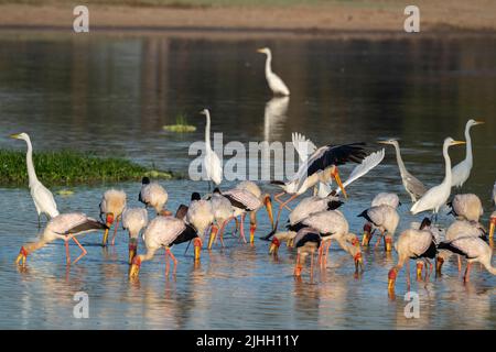 Sambia, South Luangwa National Park. Gemischte Vogelschar, einschließlich Gelbschnabelstörche beim Fischen (Mycteria ibis) mit Reihern und Reihern. Stockfoto