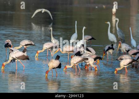 Sambia, South Luangwa National Park. Gemischte Vogelschar, einschließlich Gelbschnabelstörche beim Fischen (Mycteria ibis) mit Reihern und Reihern. Stockfoto