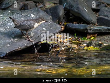 Dipper füttert am Ufer des Flusses Teifi, Wales Stockfoto