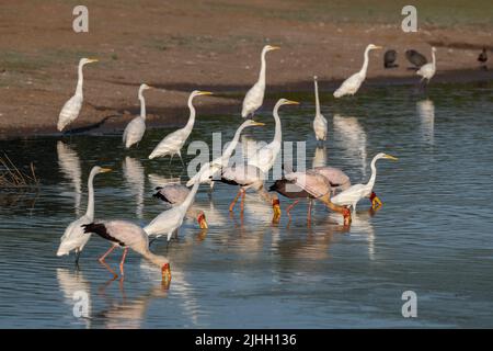 Sambia, South Luangwa National Park. Gemischte Vogelschar, einschließlich Gelbschnabelstörche, die mit Reihern fischen (Mycteria ibis). Stockfoto