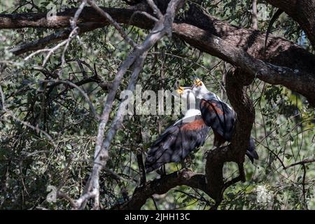 Sambia, South Luangwa National Park. Afrikanischer Fischadler (Haliaeetus vocifer) Paarungsadler ruft. Stockfoto