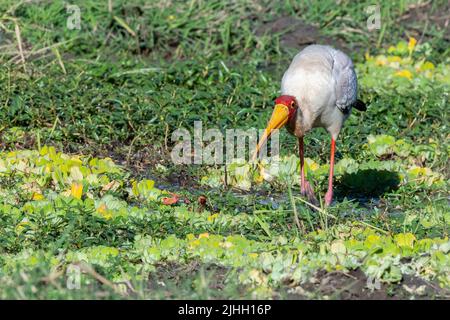 Sambia, South Luangwa National Park. Gelber Storch, der Frosch in Feuchtgebieten frisst. (Mycteria ibis) Stockfoto