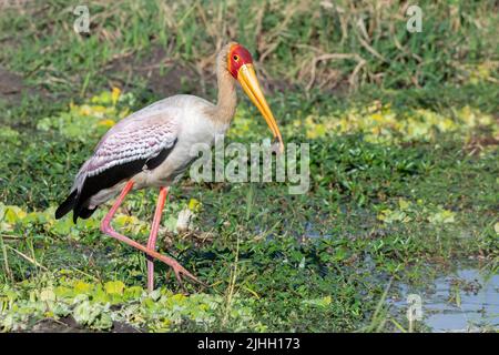 Sambia, South Luangwa National Park. Gelber Storch, der Frosch in Feuchtgebieten frisst. (Mycteria ibis) Stockfoto