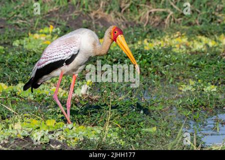 Sambia, South Luangwa National Park. Gelber Storch, der Frosch in Feuchtgebieten frisst. (Mycteria ibis) Stockfoto